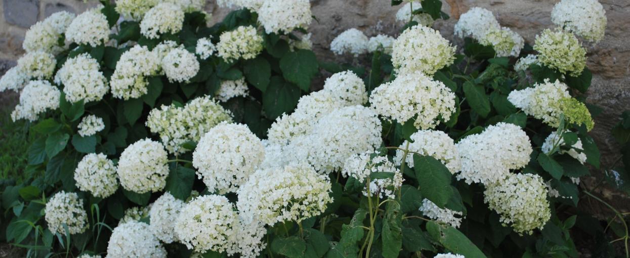 bourse aux plantes